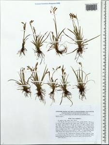 Carex capillaris L., Eastern Europe, North-Western region (E2) (Russia)