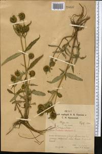 Bidens cernua L., Middle Asia, Northern & Central Kazakhstan (M10) (Kazakhstan)