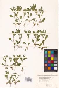 MHA 0 153 402, Myosotis sparsiflora J.C.Mikan ex Pohl, Eastern Europe, Lower Volga region (E9) (Russia)