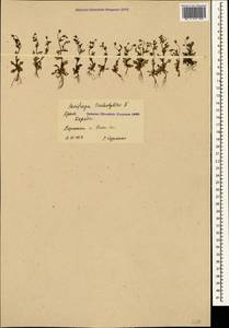 Saxifraga tridactylites L., Crimea (KRYM) (Russia)