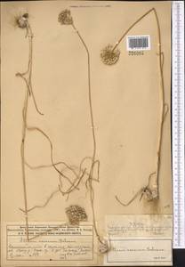 Allium caesium Schrenk, Middle Asia, Muyunkumy, Balkhash & Betpak-Dala (M9) (Kazakhstan)