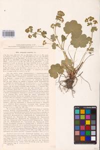 Alchemilla sarmatica Juz., Eastern Europe, North-Western region (E2) (Russia)