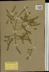 Alyssum dasycarpum Stephan ex Willd., Eastern Europe, Lower Volga region (E9) (Russia)