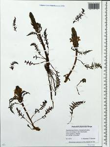 Pedicularis physocalyx Bunge, Eastern Europe, Eastern region (E10) (Russia)