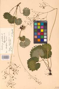 Micranthes punctata (L.) Losinsk., Eastern Europe, Eastern region (E10) (Russia)