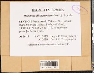 Hamatocaulis lapponicus (Norrl.) Hedenäs, Bryophytes, Bryophytes - Yakutia (B19) (Russia)