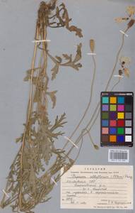 Papaver albiflorum (Elkan) Pacz., Eastern Europe, Moldova (E13a) (Moldova)