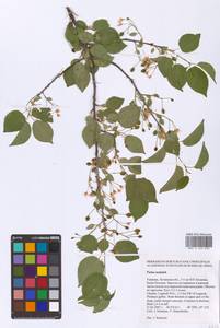 Prunus mahaleb L., Eastern Europe, North Ukrainian region (E11) (Ukraine)