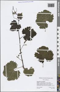 Vitis vinifera L., South Asia, South Asia (Asia outside ex-Soviet states and Mongolia) (ASIA) (Turkey)