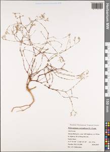 Polycarpaea corymbosa (L.) Lam., South Asia, South Asia (Asia outside ex-Soviet states and Mongolia) (ASIA) (Vietnam)