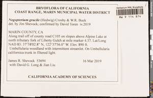 Nogopterium gracile (Hedw.) Crosby & W.R. Buck, Bryophytes, Bryophytes - America (BAm) (United States)