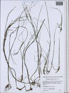 Sparganium hyperboreum Laest. ex Beurl., Siberia, Russian Far East (S6) (Russia)