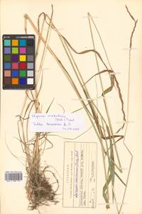 Elymus macrourus (Turcz.) Tzvelev, Siberia, Chukotka & Kamchatka (S7) (Russia)