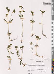 Bidens radiata Thuill., Siberia, Chukotka & Kamchatka (S7) (Russia)