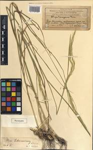 Achnatherum turcomanicum (Roshev.) Tzvelev, Middle Asia, Western Tian Shan & Karatau (M3) (Kazakhstan)