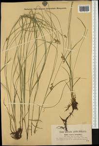 Carex brizoides L., Western Europe (EUR) (Austria)