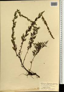 Artemisia freyniana (Pamp.) Krasch., Mongolia (MONG) (Mongolia)