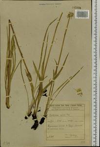 Scorzonera radiata Fisch. ex Colla, Siberia, Baikal & Transbaikal region (S4) (Russia)