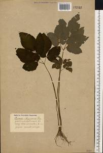 Aegopodium podagraria L., Eastern Europe (no precise locality) (E0) (Not classified)