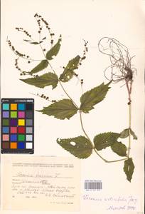 MHA 0 161 079, Veronica urticifolia Jacq., Eastern Europe, West Ukrainian region (E13) (Ukraine)