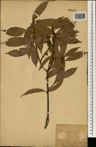 Quercus, South Asia, South Asia (Asia outside ex-Soviet states and Mongolia) (ASIA) (Japan)