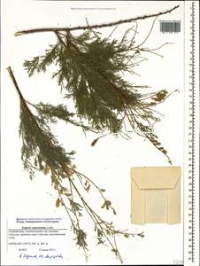 Tamarix ramosissima Ledeb., Caucasus, Azerbaijan (K6) (Azerbaijan)
