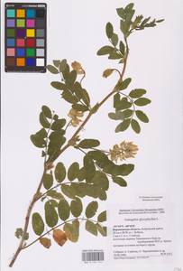 Astragalus glycyphyllos L., Eastern Europe, Central forest-and-steppe region (E6) (Russia)