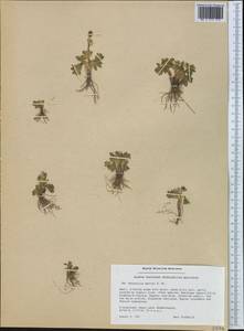 Ranunculus sabinei R. Br., America (AMER) (Greenland)