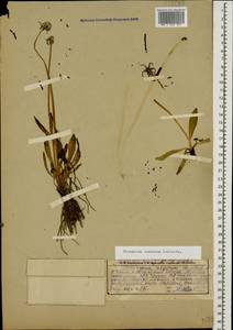 Taraxacum confusum Schischk., Caucasus, Georgia (K4) (Georgia)