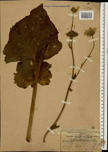 Doronicum macrophyllum Fisch., Caucasus, Armenia (K5) (Armenia)