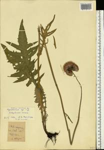 Cirsium rivulare (Jacq.) All., Eastern Europe, Central forest-and-steppe region (E6) (Russia)