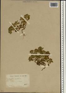 Ziziphora capitata L., South Asia, South Asia (Asia outside ex-Soviet states and Mongolia) (ASIA) (Turkey)