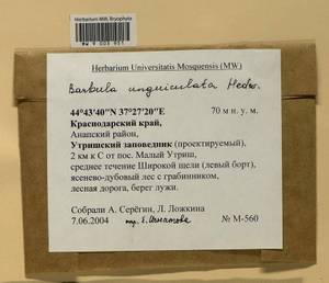Barbula unguiculata Hedw., Bryophytes, Bryophytes - North Caucasus & Ciscaucasia (B12) (Russia)
