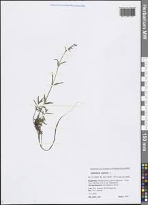 Epilobium palustre L., Siberia, Baikal & Transbaikal region (S4) (Russia)