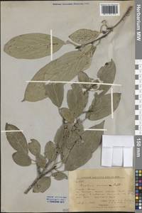 Rhamnus dahuricus (Makino) Kartesz & Gandhi, Siberia, Russian Far East (S6) (Russia)