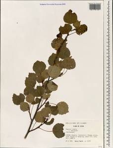 Populus tremula var. davidiana (Dode) C. K. Schneid., South Asia, South Asia (Asia outside ex-Soviet states and Mongolia) (ASIA) (China)