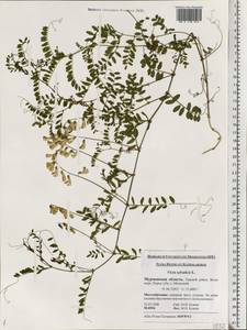 Vicia sylvatica L., Eastern Europe, Northern region (E1) (Russia)