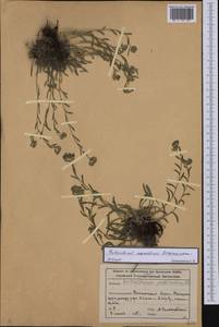 Eritrichium kamelinii Ovczinnikova, Siberia, Altai & Sayany Mountains (S2) (Russia)