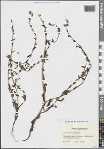 Amsinckia menziesii (Lehm.) A.Nelson & J.F.Macbr., Siberia, Russian Far East (S6) (Russia)