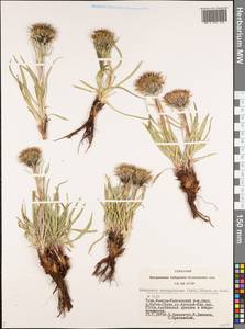 Saussurea schanginiana (Wydler) Fisch. ex Herder, Siberia, Altai & Sayany Mountains (S2) (Russia)