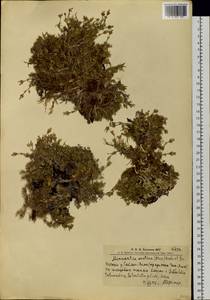 Cherleria arctica (Stev. ex Ser.) comb. ined., Siberia, Altai & Sayany Mountains (S2) (Russia)