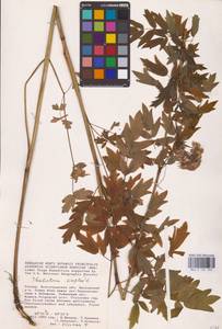 Thalictrum simplex L., Eastern Europe, Lower Volga region (E9) (Russia)