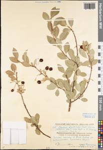 Prunus fruticosa Pall., Eastern Europe, North Ukrainian region (E11) (Ukraine)