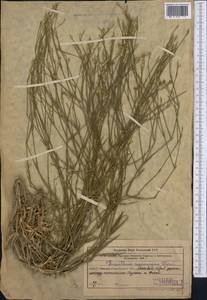 Dianthus ugamicus A.I. Vvedensky, Middle Asia, Western Tian Shan & Karatau (M3) (Uzbekistan)