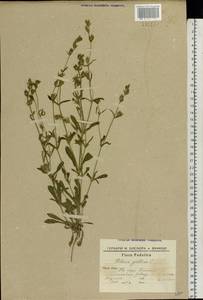 Silene gallica L., Eastern Europe, South Ukrainian region (E12) (Ukraine)