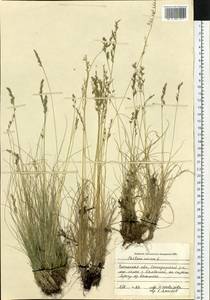 Festuca ovina L., Siberia, Baikal & Transbaikal region (S4) (Russia)