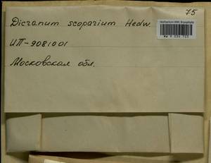 Dicranum scoparium Hedw., Bryophytes, Bryophytes - Moscow City & Moscow Oblast (B6a) (Russia)