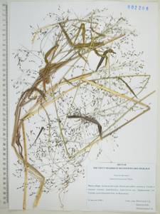 Panicum bisulcatum Thunb., Siberia, Russian Far East (S6) (Russia)