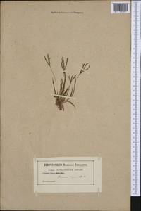 Digitaria sanguinalis (L.) Scop., Western Europe (EUR) (Not classified)
