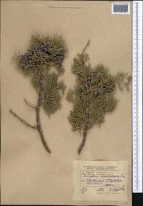 Juniperus excelsa subsp. polycarpos (K. Koch) Takht., Middle Asia, Western Tian Shan & Karatau (M3) (Tajikistan)